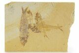 Plate of Four Fossil Fish (Diplomystus & Knightia) - Wyoming #331081-1